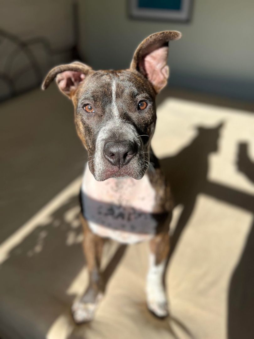 TAZ, a Adoptable American Staffordshire Terrier in Easton, PA image 4/12