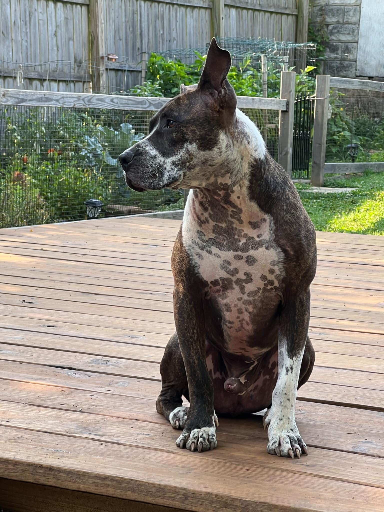 TAZ, a Adoptable American Staffordshire Terrier in Easton, PA image 3/12