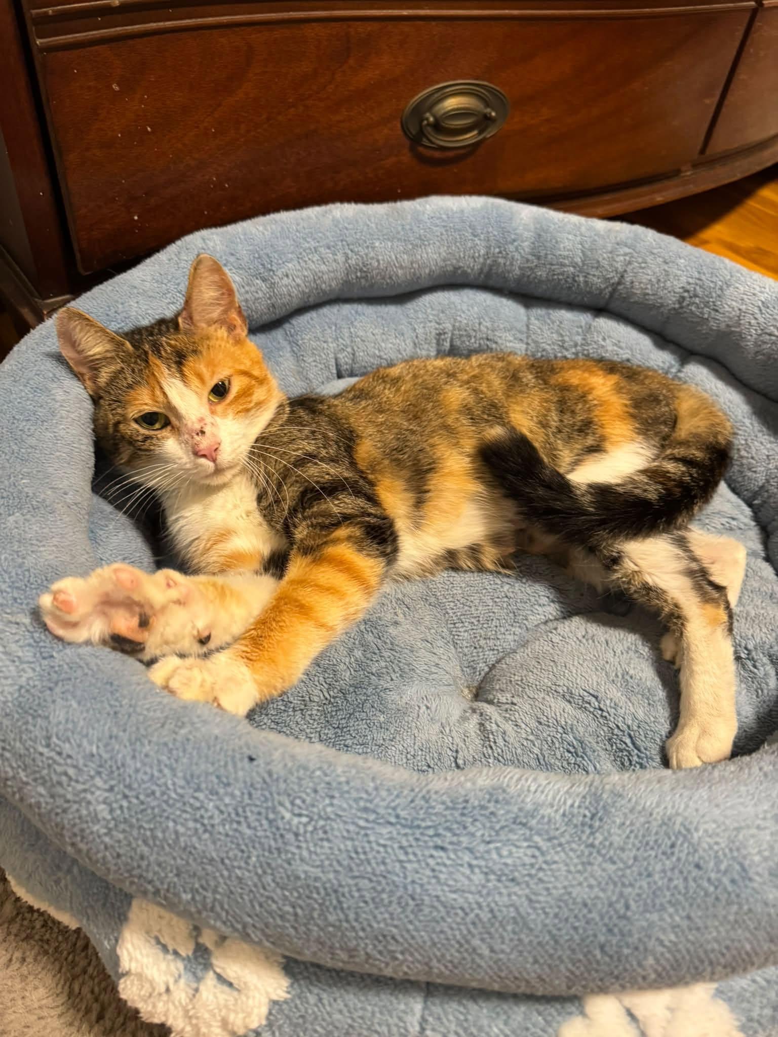 Enlarge Stitches, a Adoptable Domestic Short Hair in Enfield, CT image 2/5