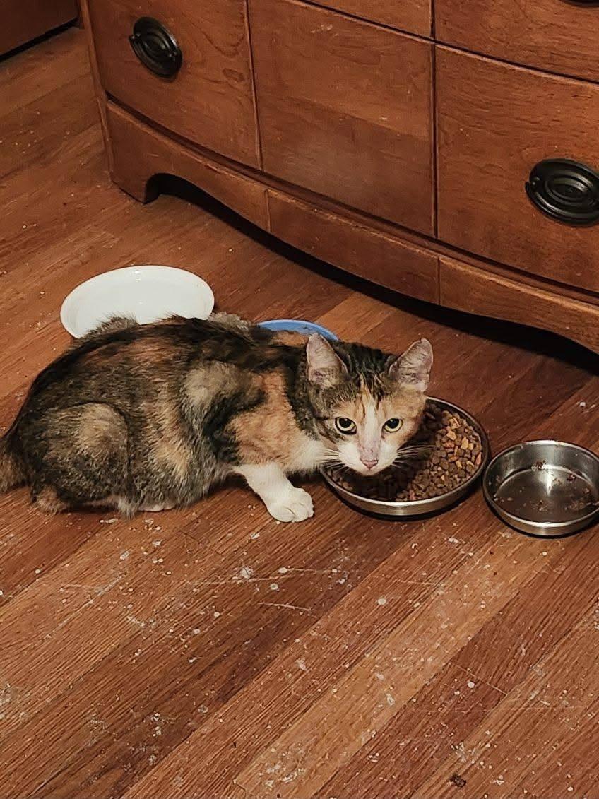 Enlarge Stitches, a Adoptable Domestic Short Hair in Enfield, CT image 3/5