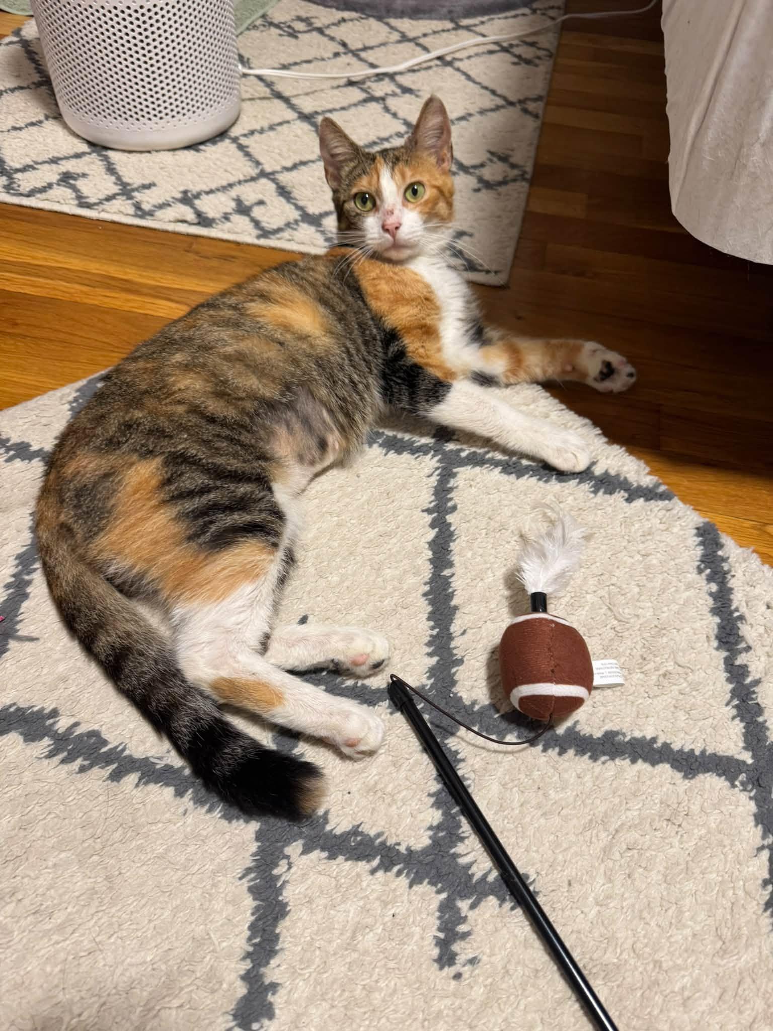 Enlarge Stitches, a Adoptable Domestic Short Hair in Enfield, CT image 4/5