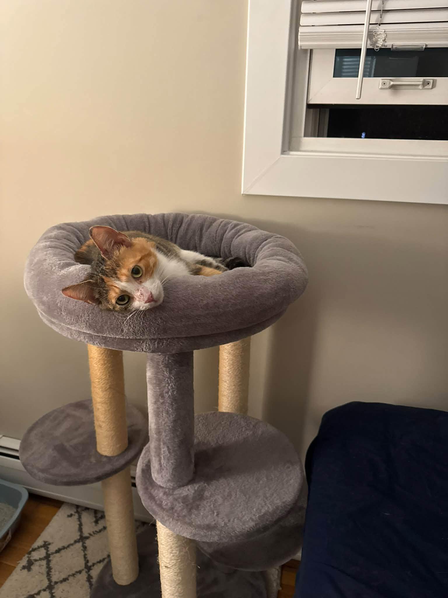 Enlarge Stitches, a Adoptable Domestic Short Hair in Enfield, CT image 5/5