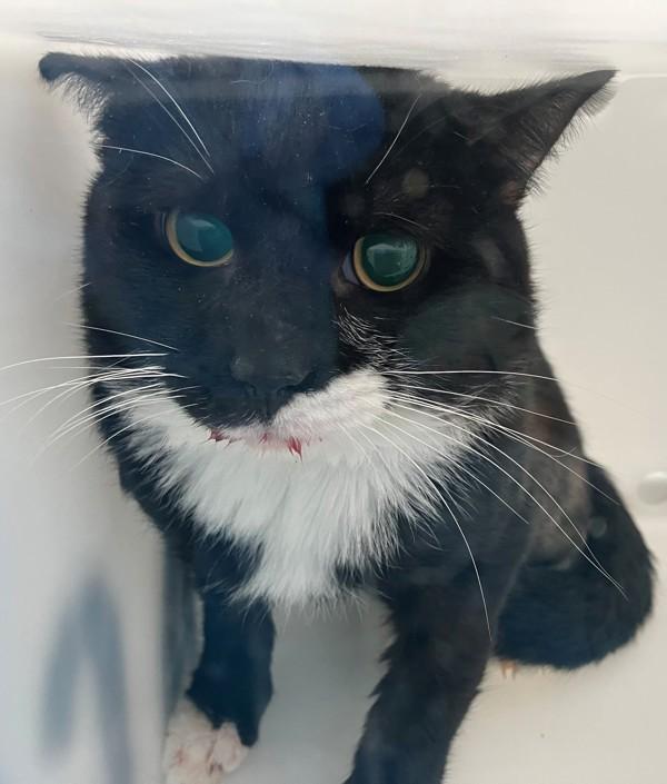 Shadowpaw, Adoptable, Adult Male Domestic Short Hair.