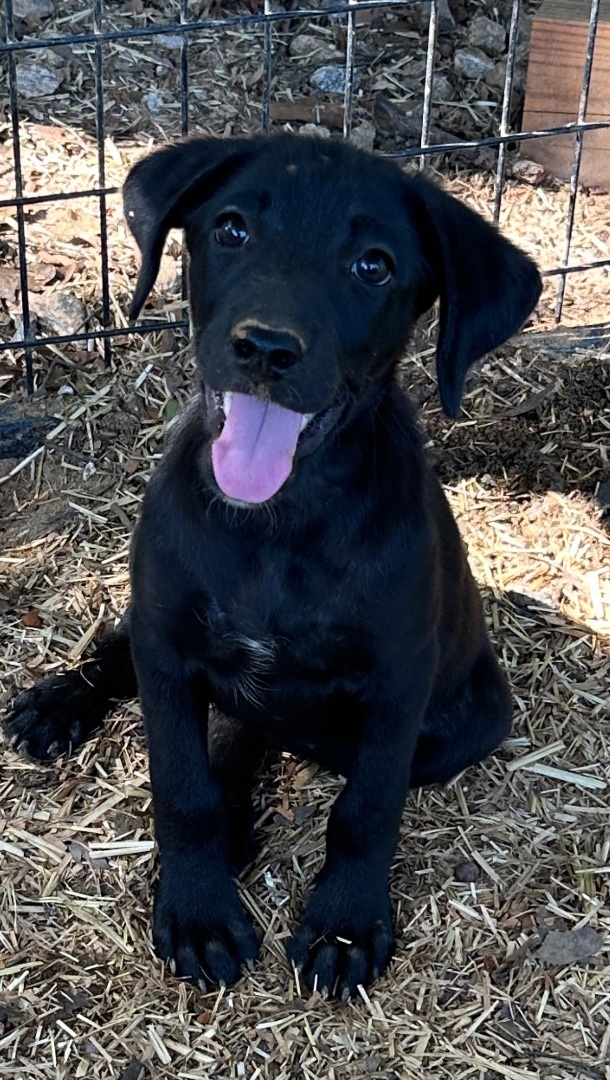 Minnie, Adopted, Puppy Female Black Labrador Retriever.
