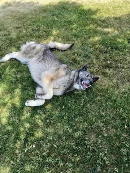 Rocky, an adoptable German Shepherd Dog in Hamilton, MT, 59840 | Photo Image 1