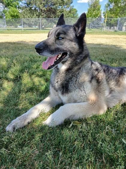 Rocky, an adoptable German Shepherd Dog in Hamilton, MT, 59840 | Photo Image 2