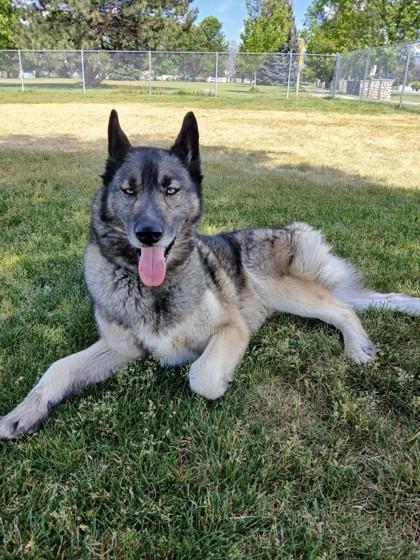 Rocky, an adoptable German Shepherd Dog in Hamilton, MT, 59840 | Photo Image 3