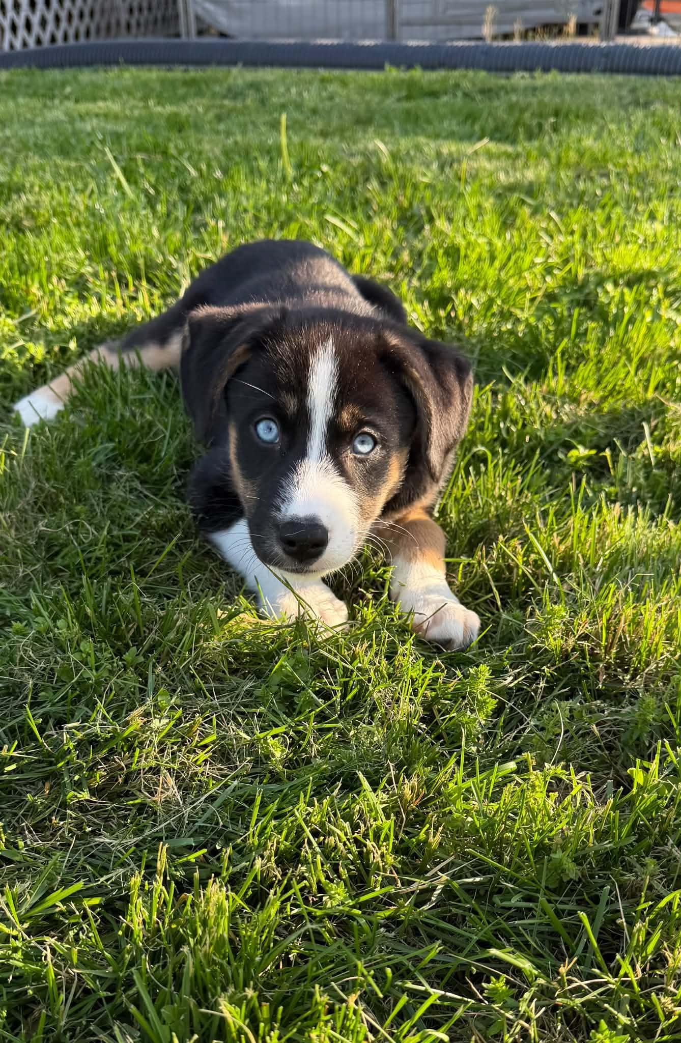 Ari, Adopted, Puppy Female Australian Shepherd & Shepherd.