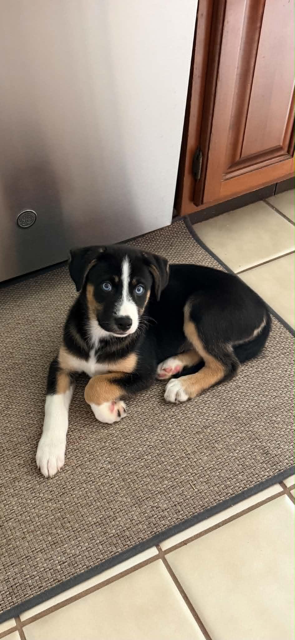 Enlarge Ari, a Adopted mixed breed in Mechanicsburg, PA image 2/2