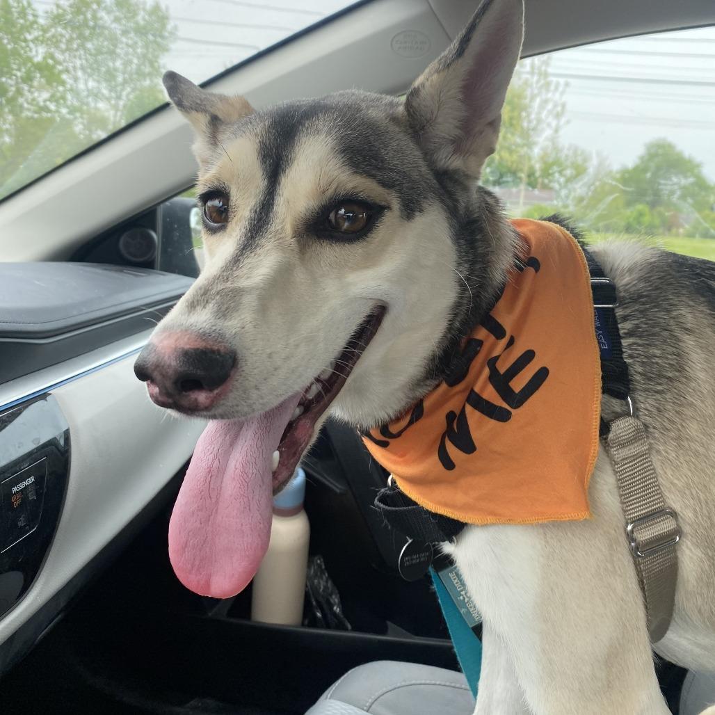 Freya, Adoptable, Young Female Husky.
