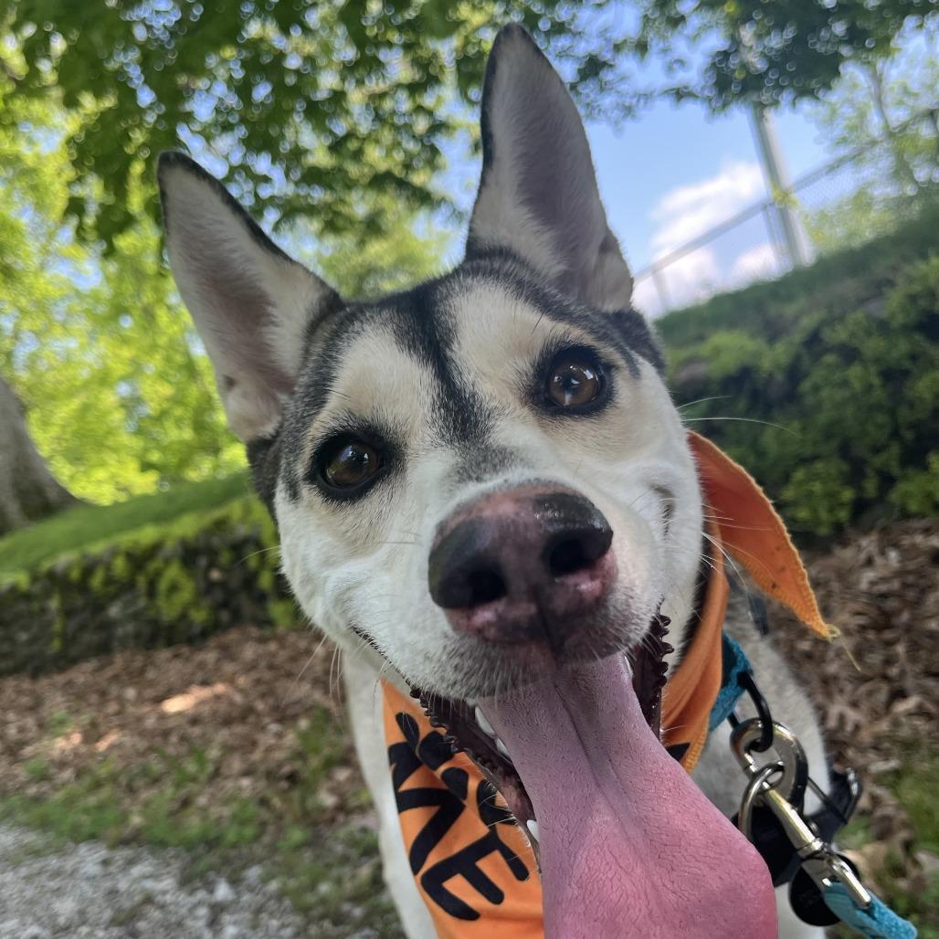Enlarge Freya, a Adoptable Husky in Fort Wayne, IN image 2/6