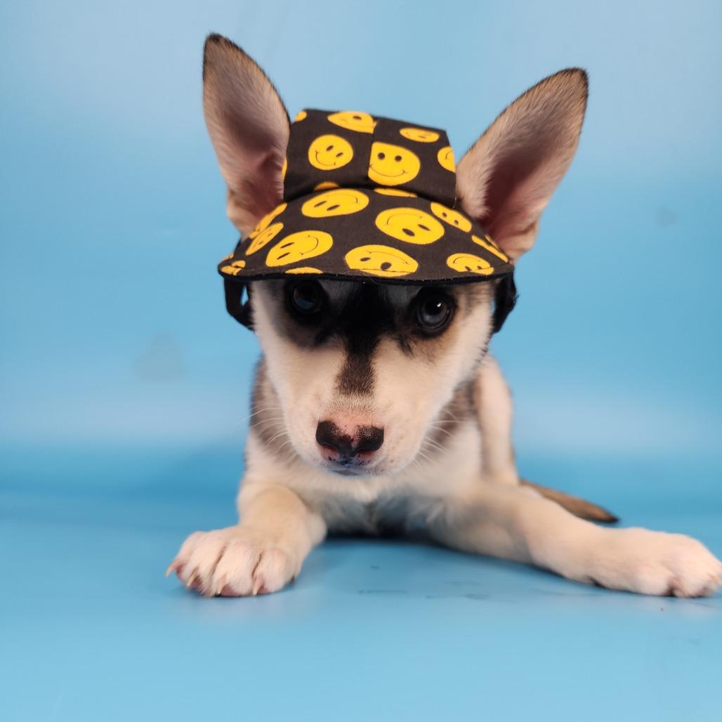 Enlarge Freya, a Adoptable Husky in Fort Wayne, IN image 3/6