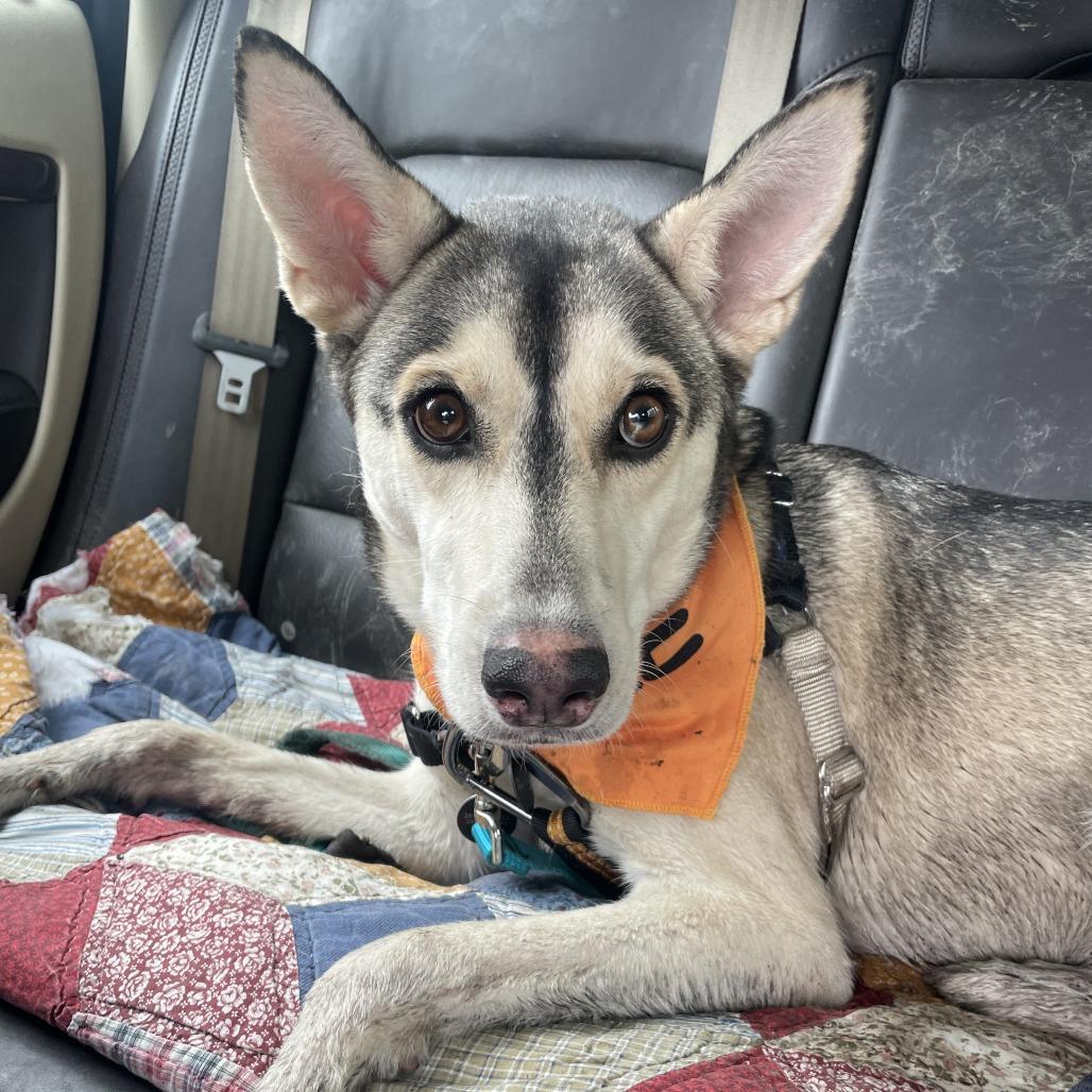 Enlarge Freya, a Adoptable Husky in Fort Wayne, IN image 4/6