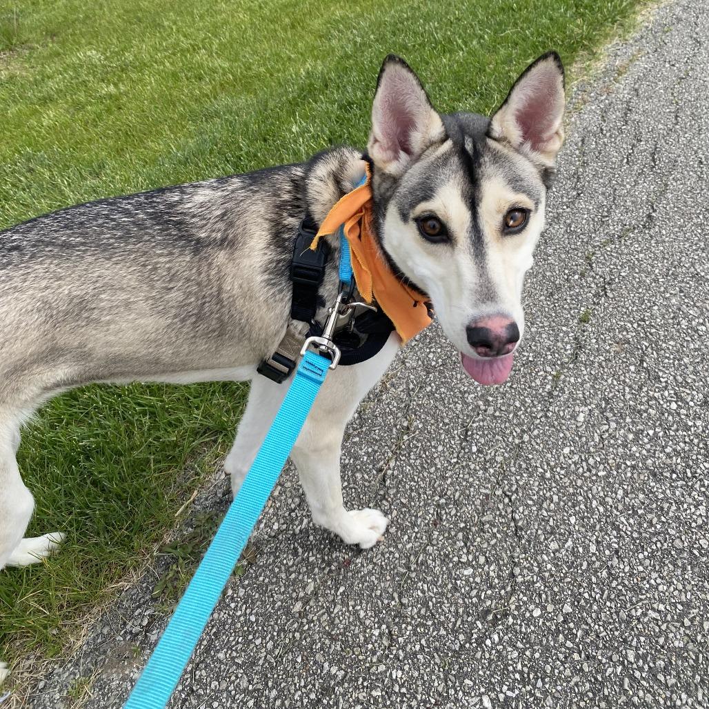 Enlarge Freya, a Adoptable Husky in Fort Wayne, IN image 5/6