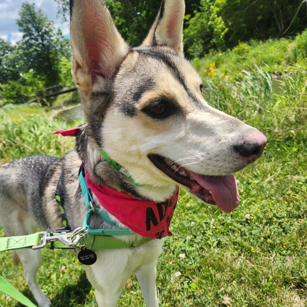 Enlarge Freya, a Adoptable Husky in Fort Wayne, IN image 5/6