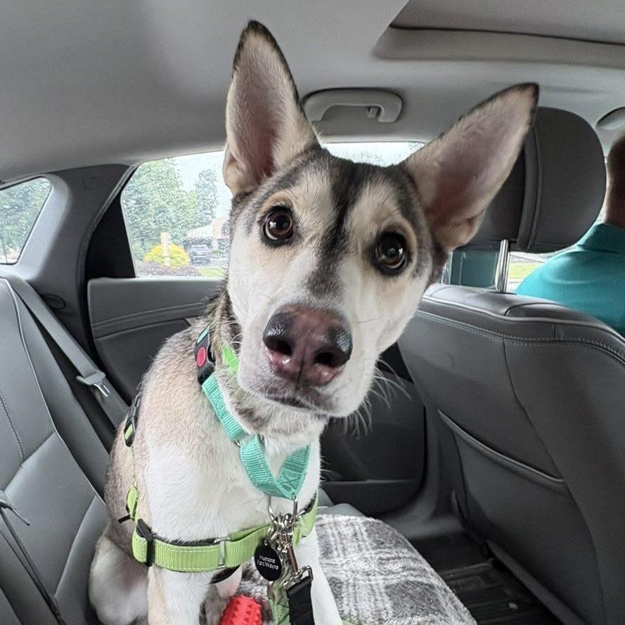 Enlarge Freya, a Adoptable Husky in Fort Wayne, IN image 6/6