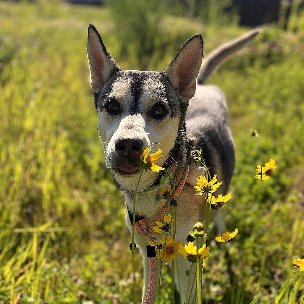 Enlarge Freya, a Adoptable Husky in Fort Wayne, IN image 6/6