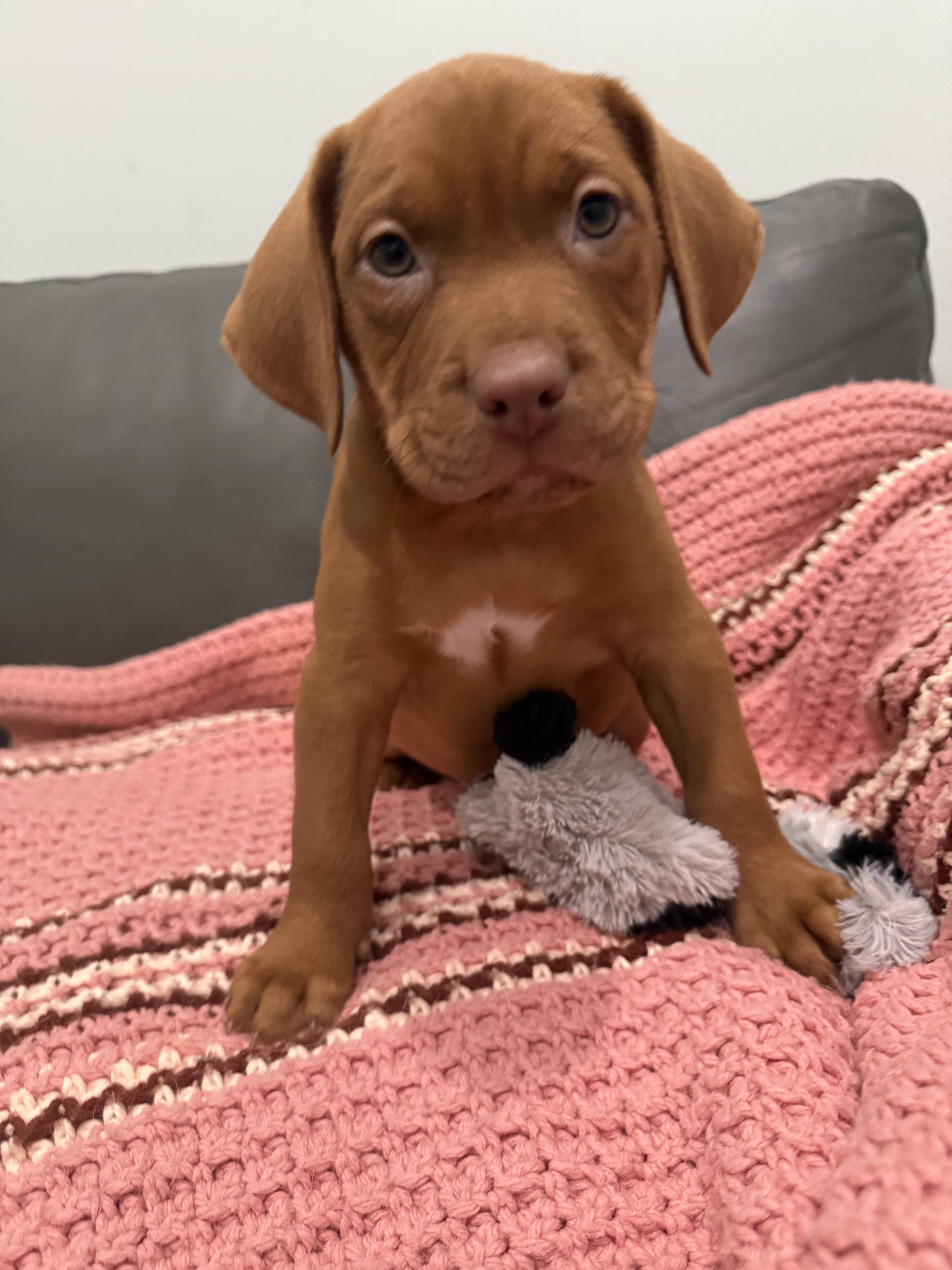 Puppies, an adoptable Mixed Breed in Sault Sainte Marie, MI, 49783 | Photo Image 4