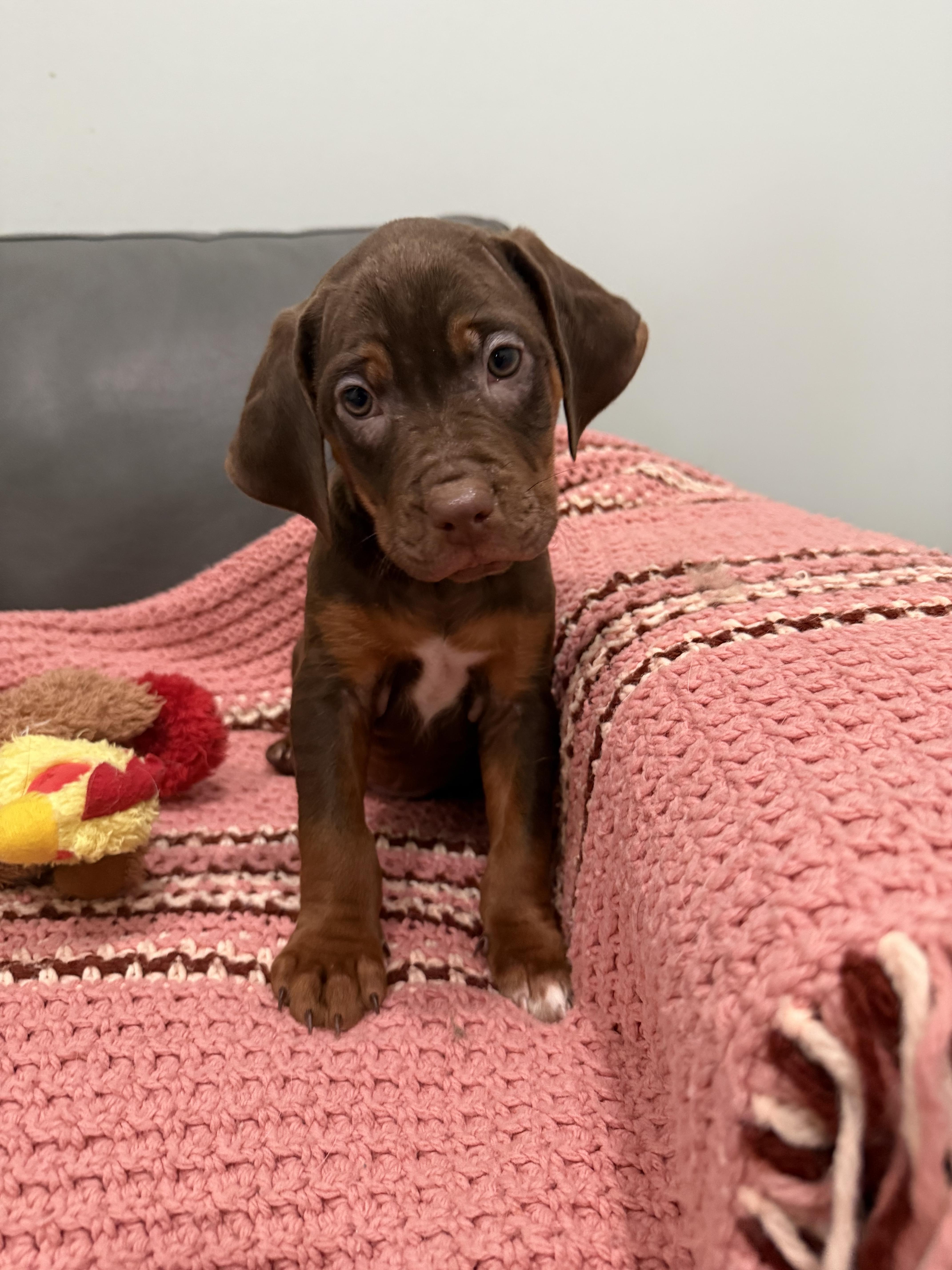Puppies, an adoptable Mixed Breed in Sault Sainte Marie, MI, 49783 | Photo Image 1