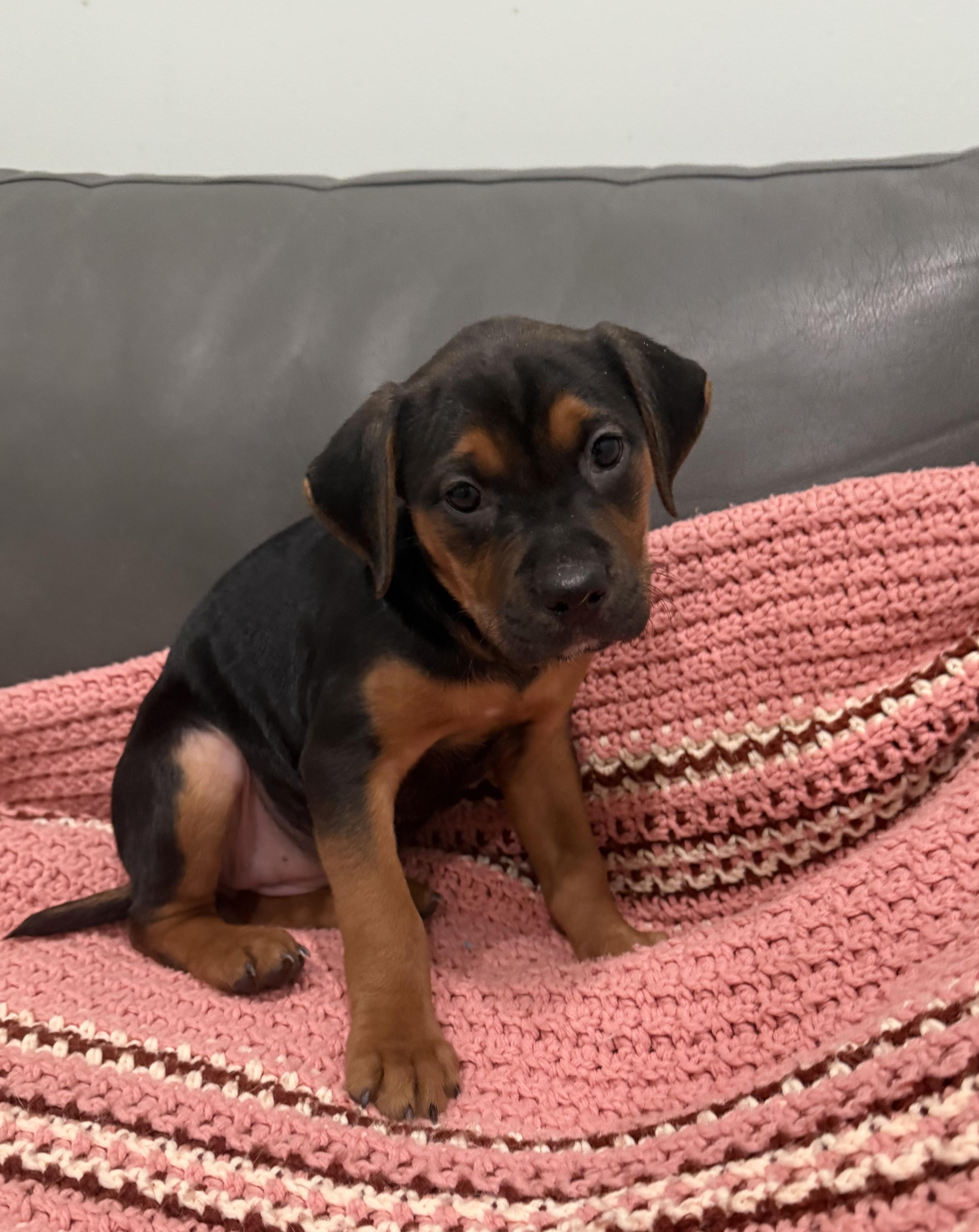 Puppies, an adoptable Mixed Breed in Sault Sainte Marie, MI, 49783 | Photo Image 3