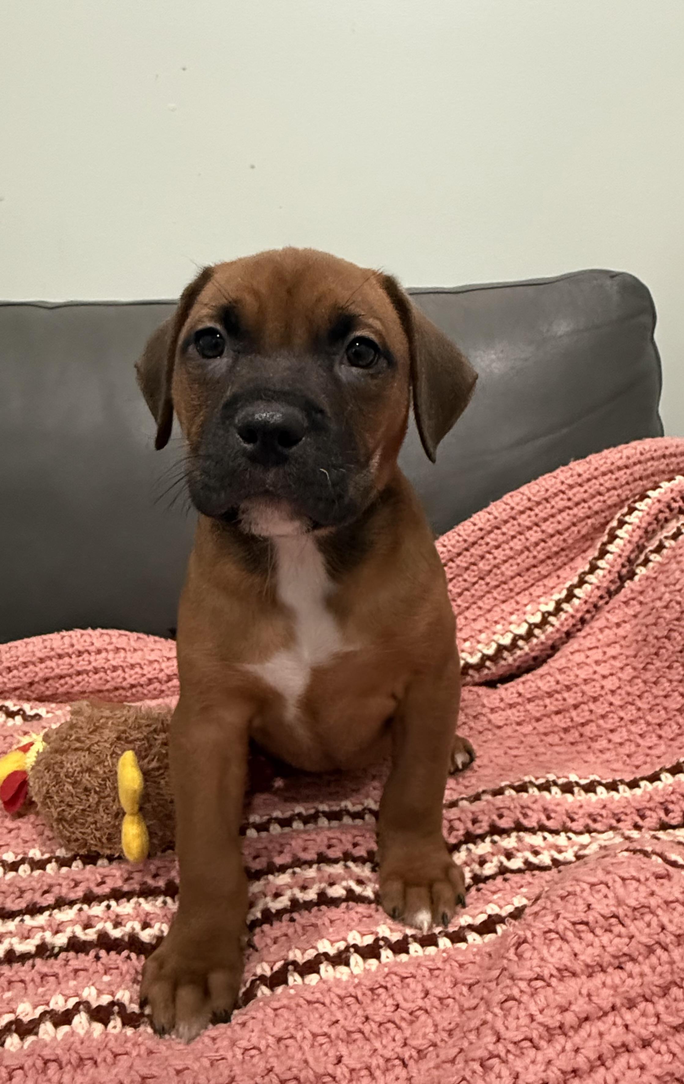 Puppies, an adoptable Mixed Breed in Sault Sainte Marie, MI, 49783 | Photo Image 2