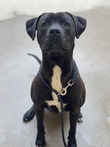 MEOW, Adoptable, Young Male Labrador Retriever & Pit Bull Terrier.