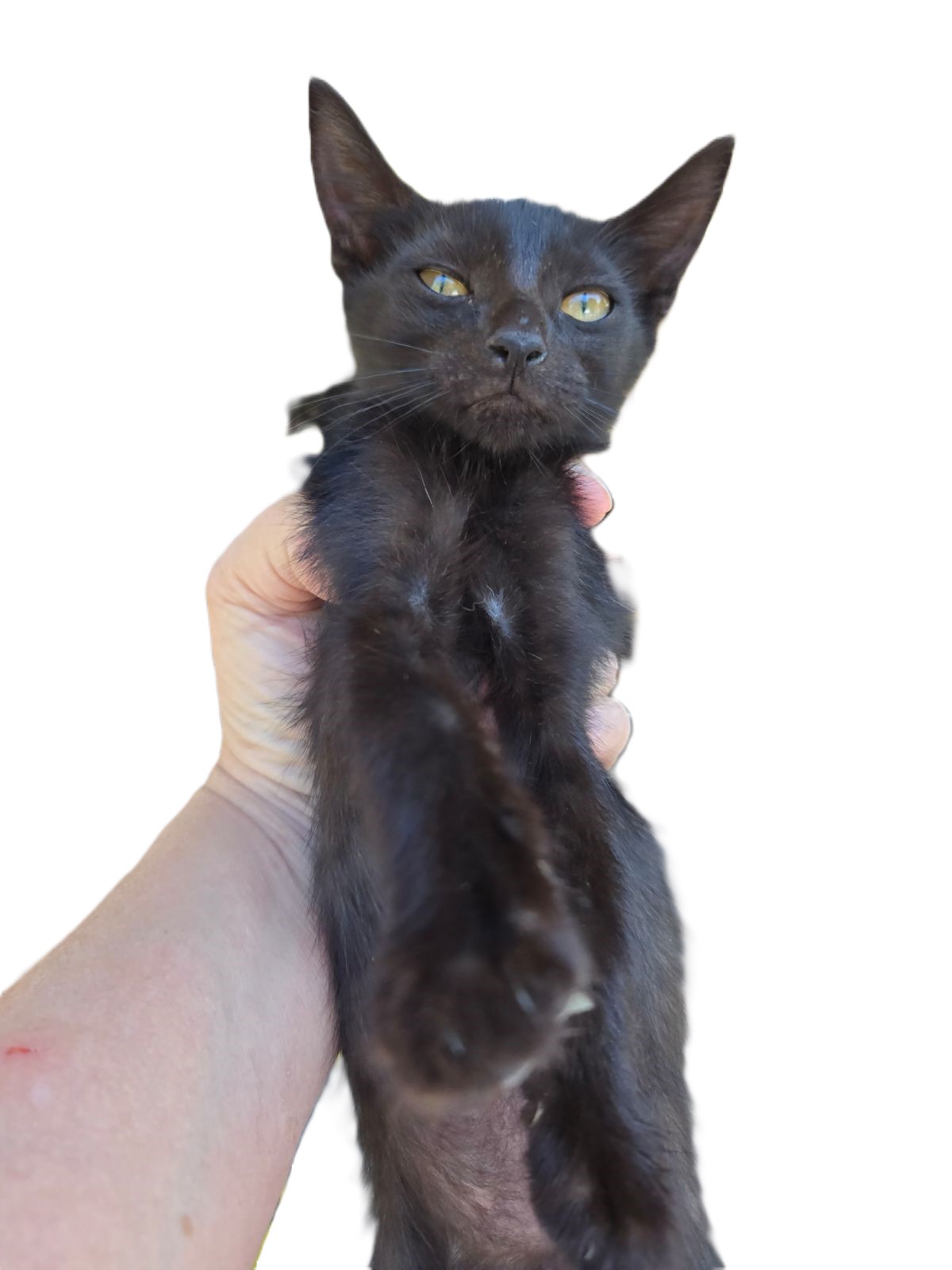 Sheridy Kalak's Black Kitty, Adopted, Young Female Domestic Short Hair.