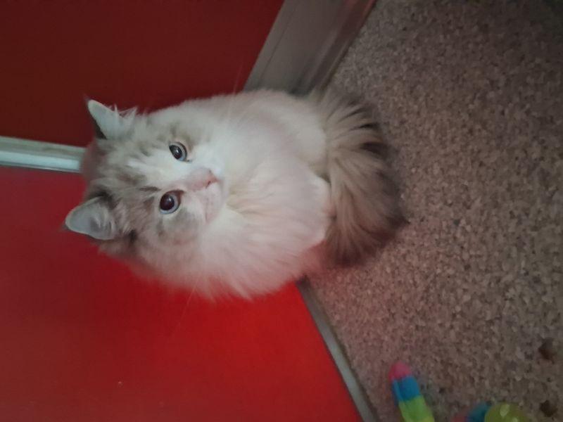 Tiffany, Adoptable, Adult Female Ragdoll.