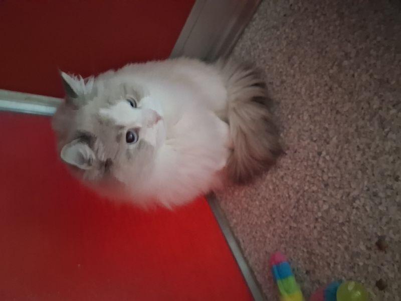 Enlarge Tiffany, a Adoptable Ragdoll in Lake Havasu City, AZ image 2/3
