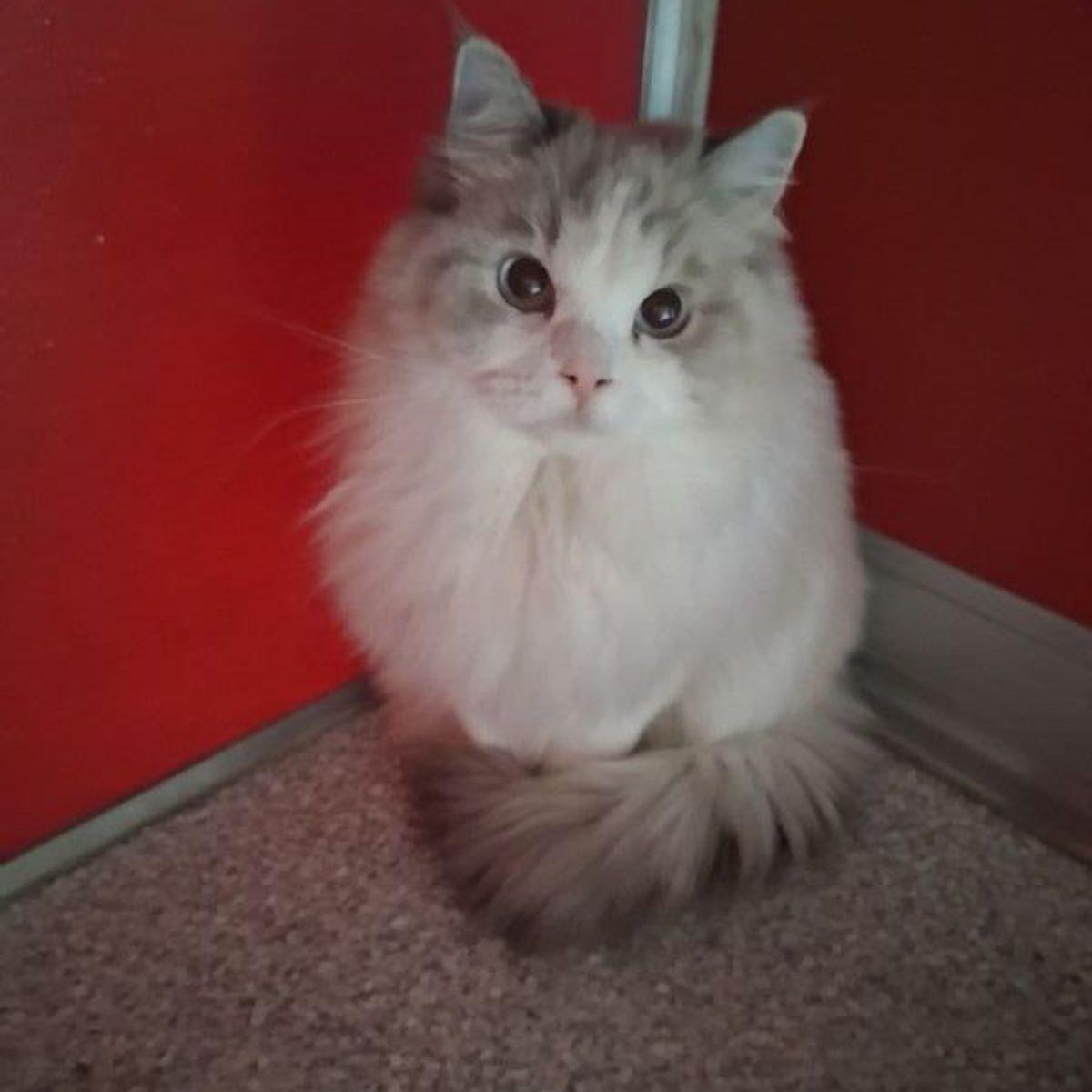 Enlarge Tiffany, a Adoptable Ragdoll in Lake Havasu City, AZ image 3/3