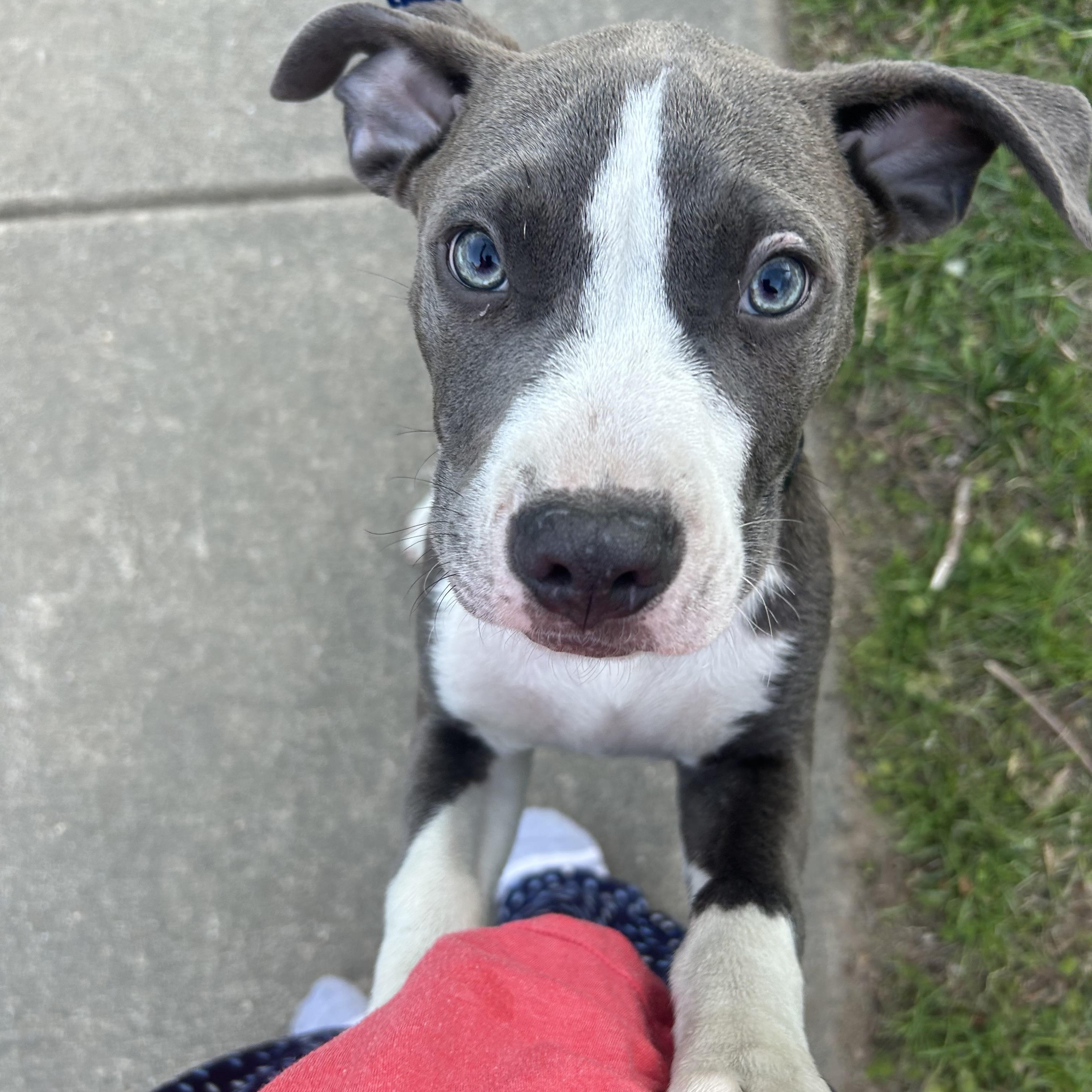 Enlarge Quiche, an adoptable Pit Bull Terrier in Columbia, MD image 2/5