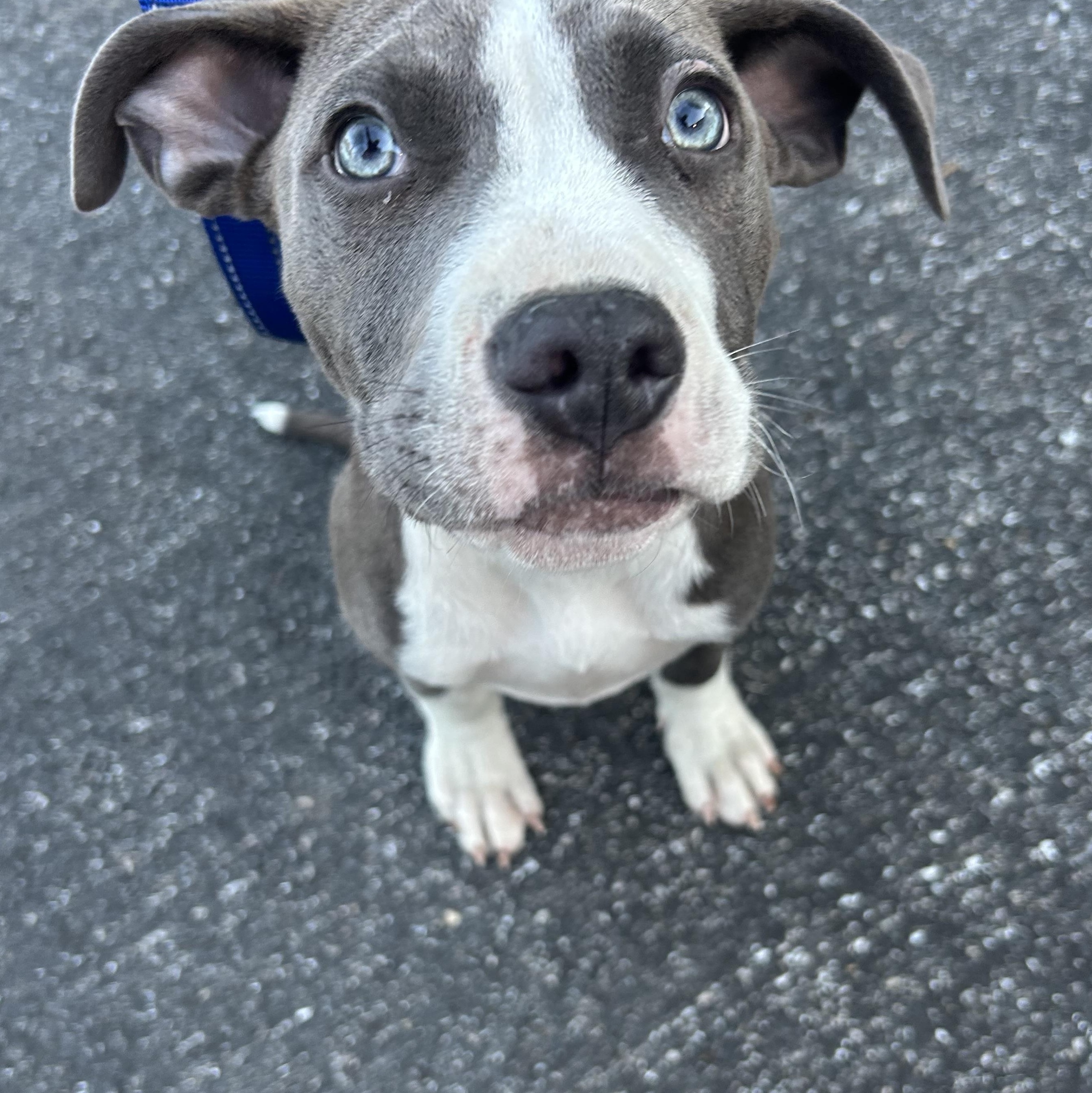 Enlarge Quiche, an adoptable Pit Bull Terrier in Columbia, MD image 4/5