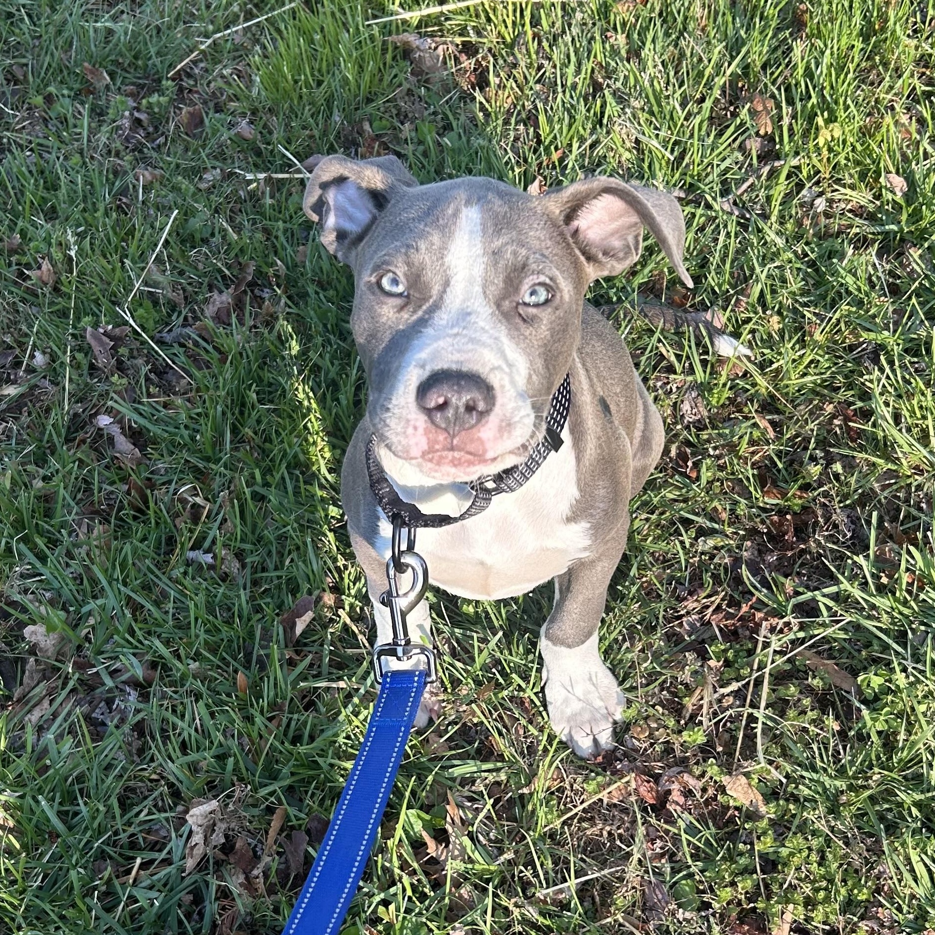 Enlarge Quiche, an adoptable Pit Bull Terrier in Columbia, MD image 1/5
