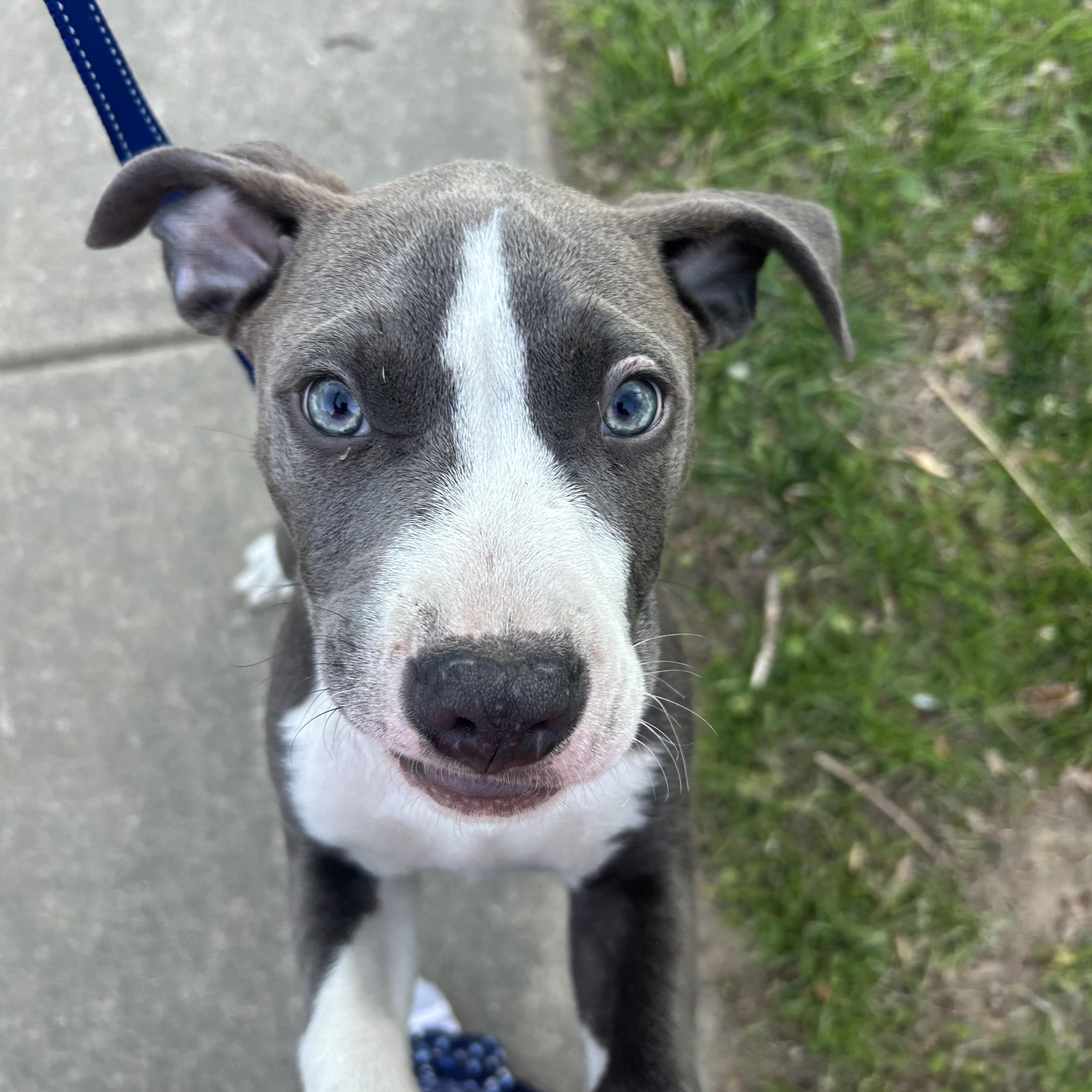 Enlarge Quiche, an adoptable Pit Bull Terrier in Columbia, MD image 5/5