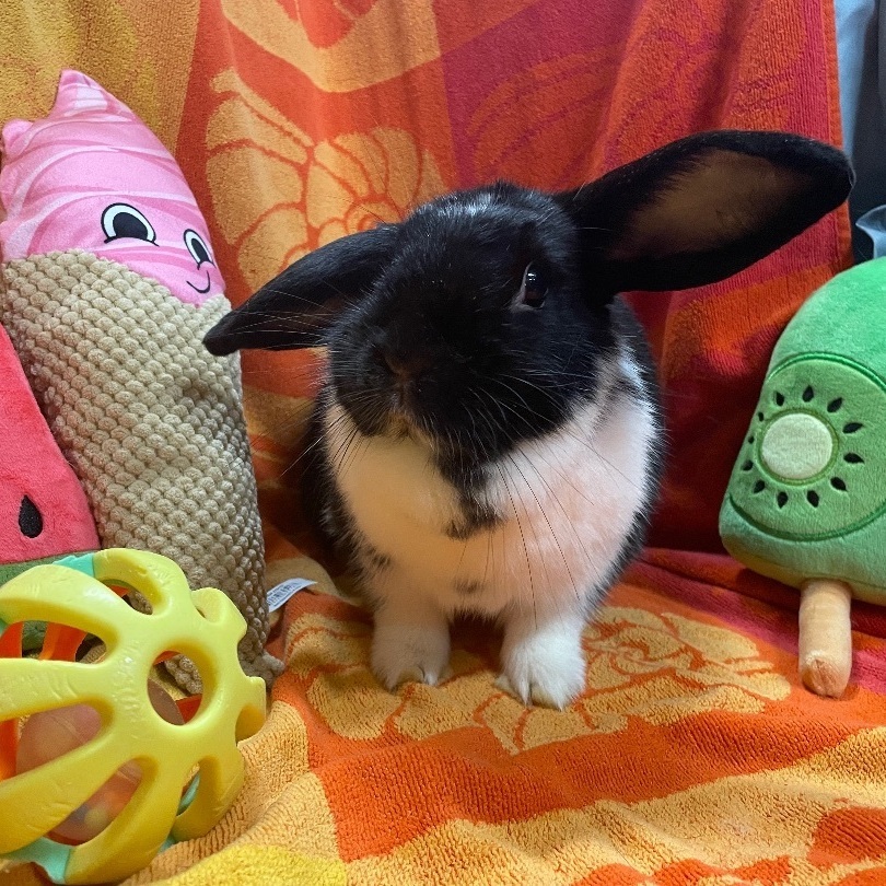 Betty, Adoptable, Adult Female American.