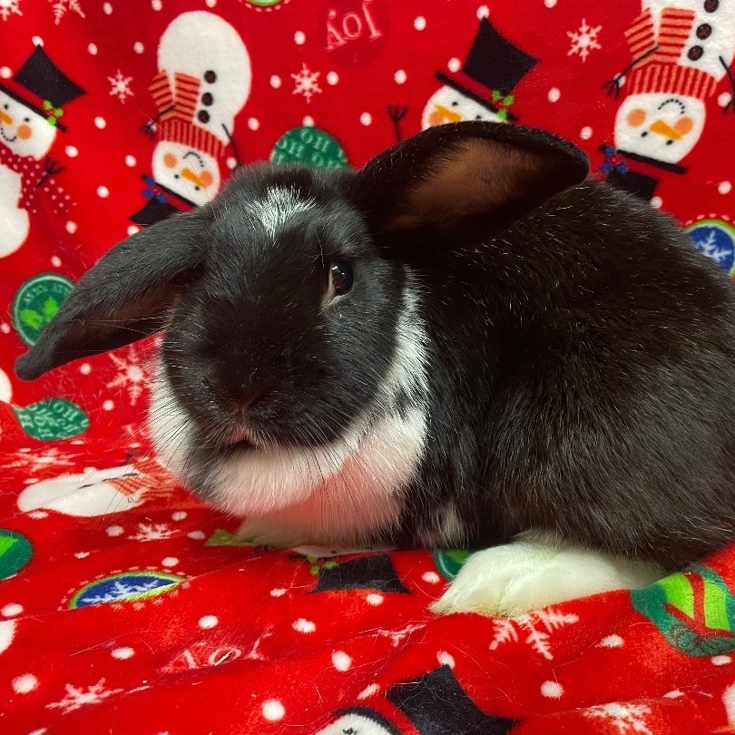 Betty, a Adoptable mixed breed in Indianapolis, IN image 2/11