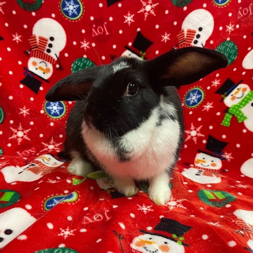 Betty, a Adoptable mixed breed in Indianapolis, IN image 3/11