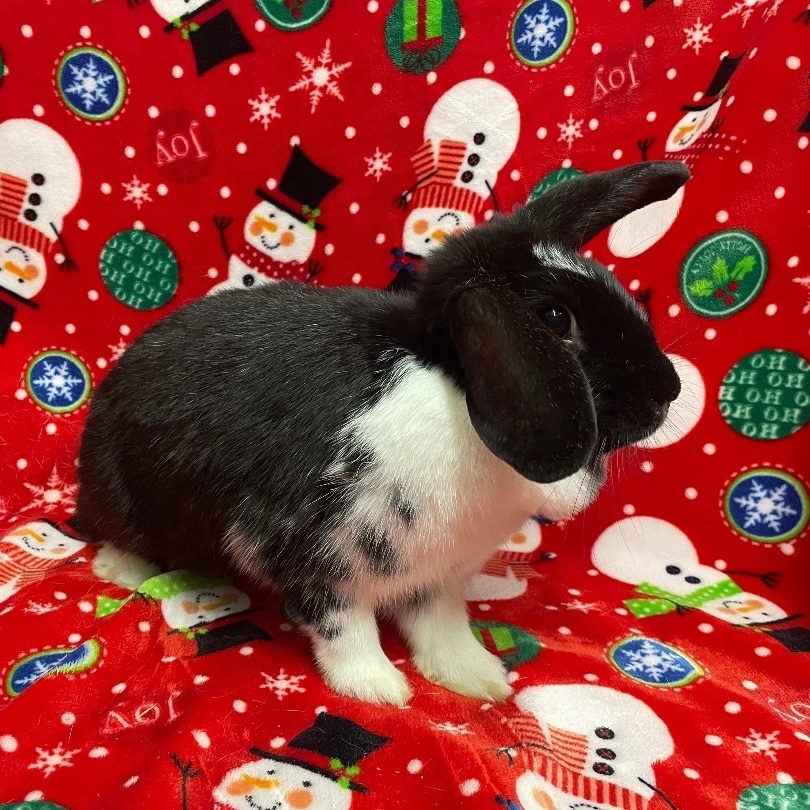 Betty, a Adoptable mixed breed in Indianapolis, IN image 4/11