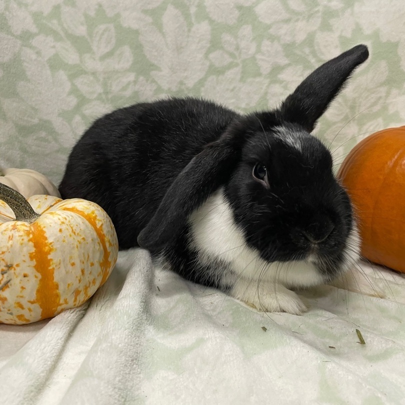 Betty, a Adoptable mixed breed in Indianapolis, IN image 5/11