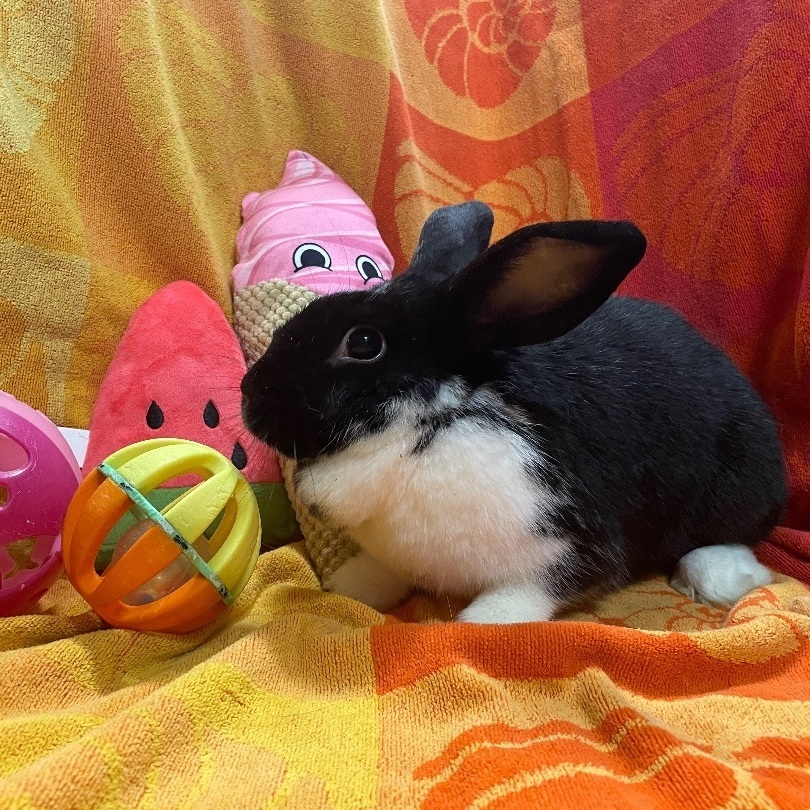 Betty, a Adoptable mixed breed in Indianapolis, IN image 6/11