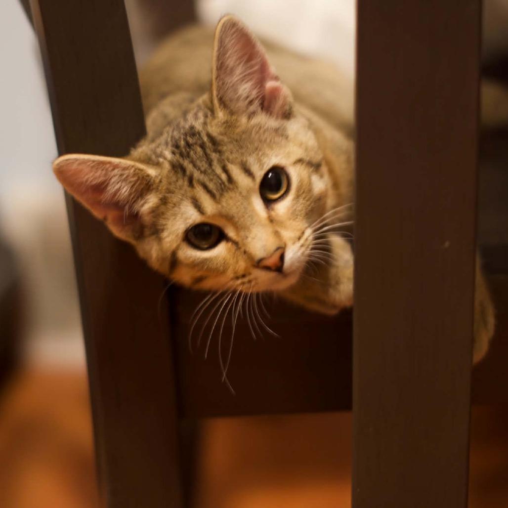 Enlarge Pip, a Adoptable Domestic Short Hair in Bismarck, ND image 5/6