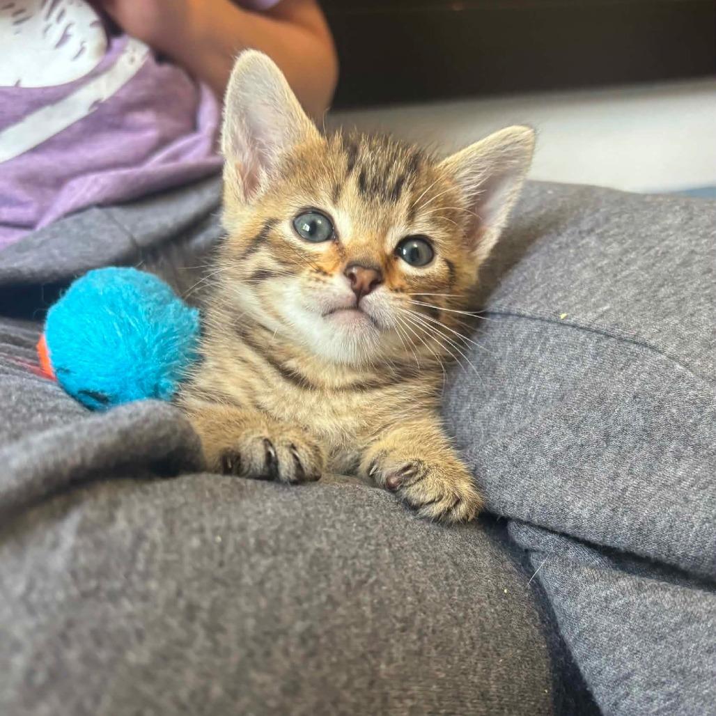 Enlarge Pip, a Adoptable Domestic Short Hair in Bismarck, ND image 6/6