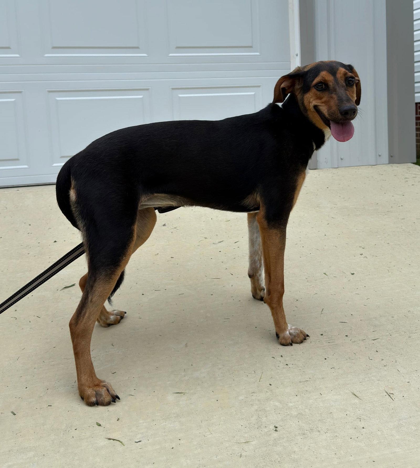 Enlarge Ruby, a Adoptable mixed breed in Attalla, AL image 1/3