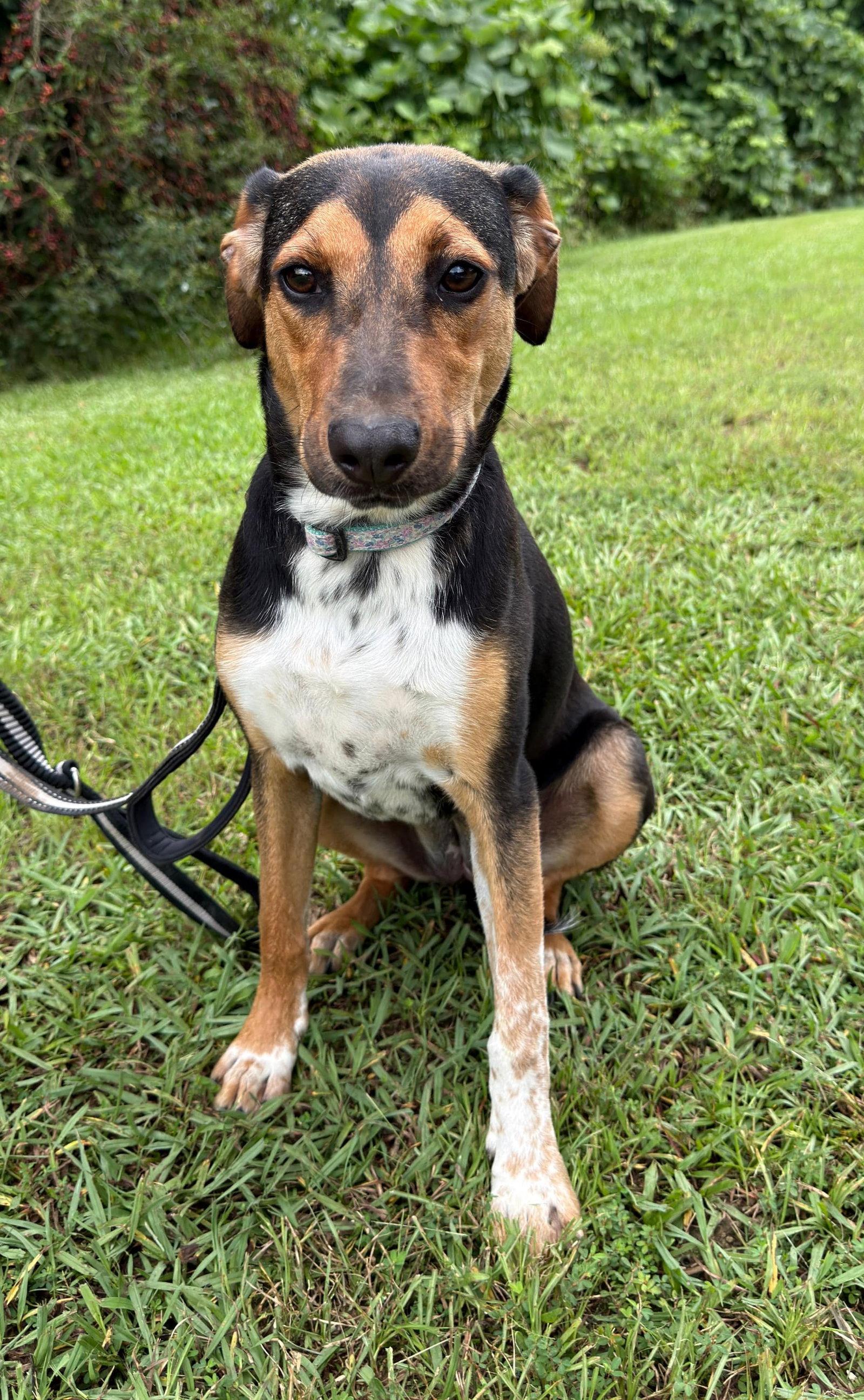 Enlarge Ruby, a Adoptable mixed breed in Attalla, AL image 2/3