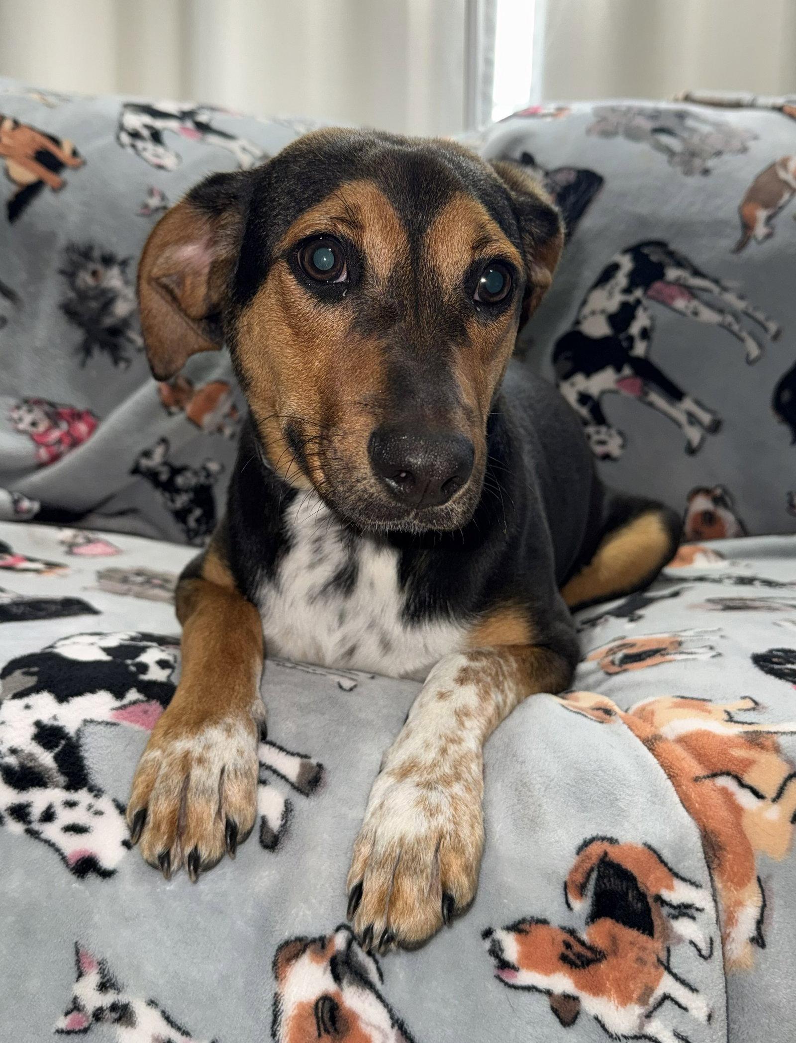 Enlarge Ruby, a Adoptable mixed breed in Attalla, AL image 3/3