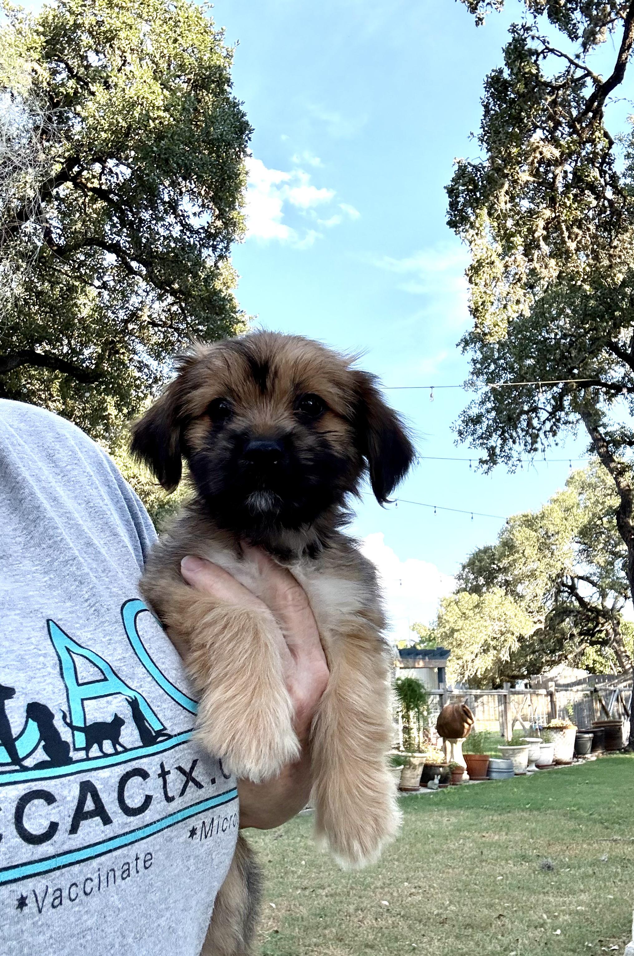 Enlarge Teeter the fluffy scruffy darling girl, a Adopted mixed breed in Lockhart, TX image 2/6