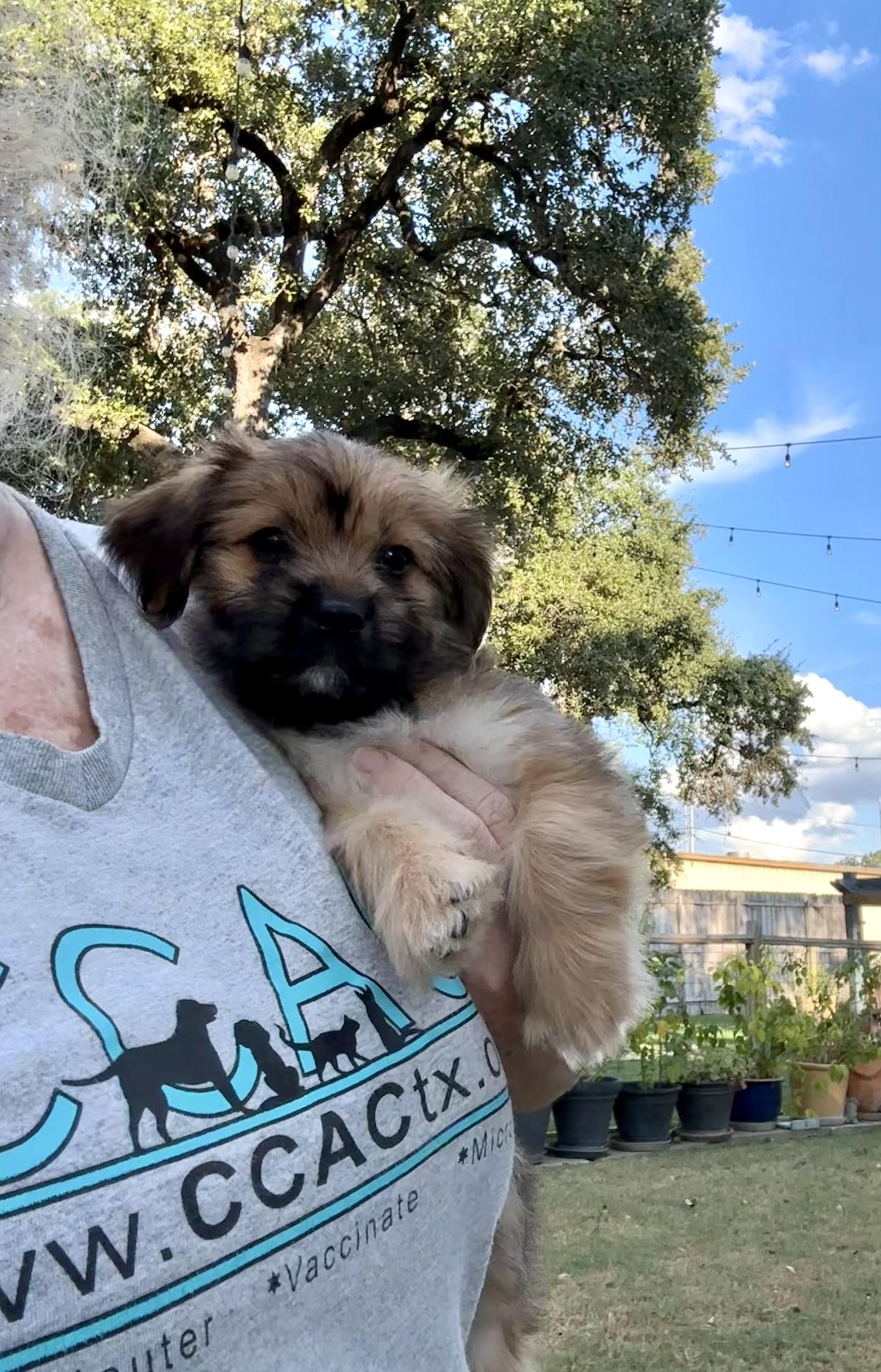 Enlarge Teeter the fluffy scruffy darling girl, a Adopted mixed breed in Lockhart, TX image 3/6