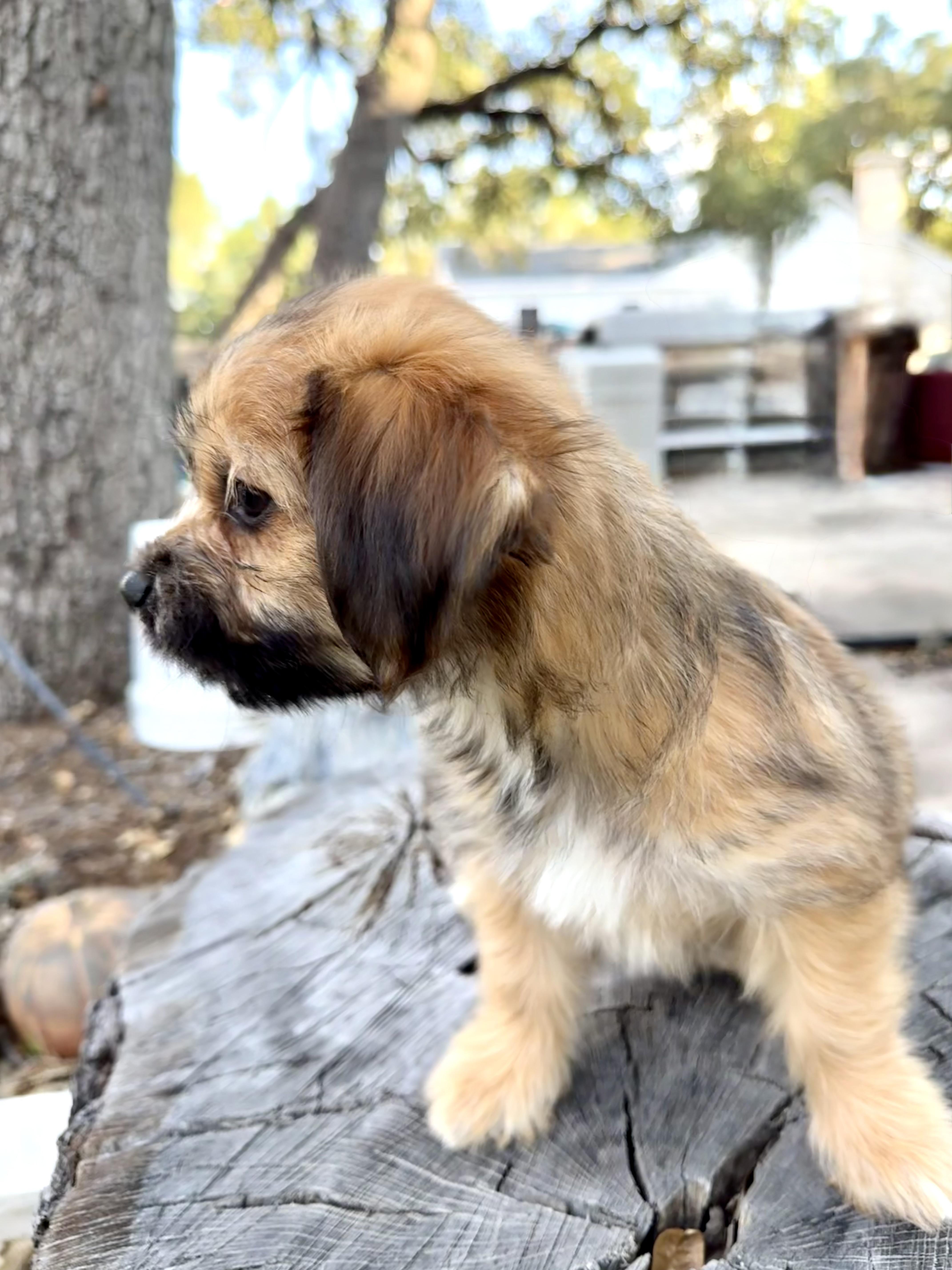 Enlarge Teeter the fluffy scruffy darling girl, a Adopted mixed breed in Lockhart, TX image 4/6