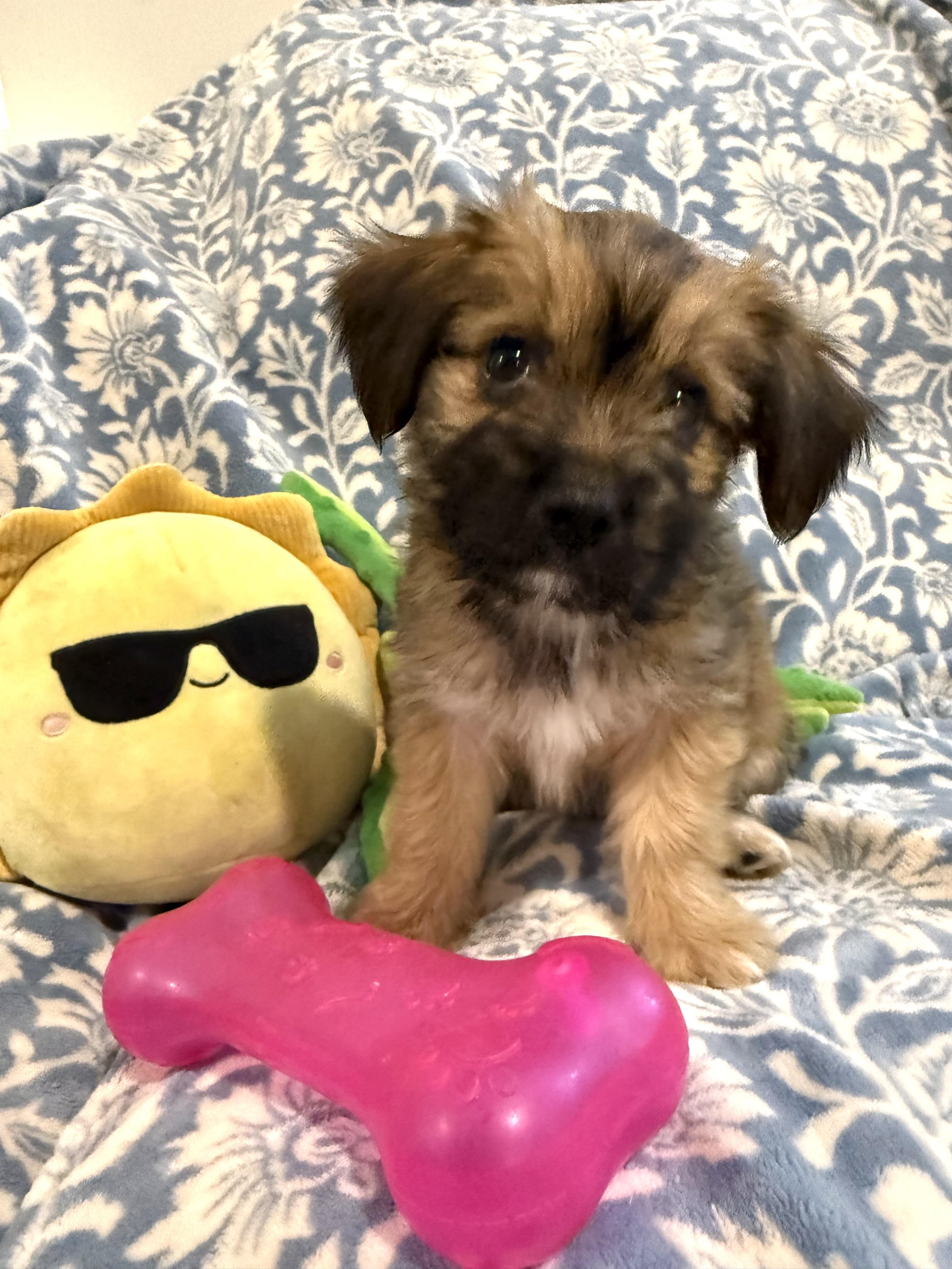 Teeter the fluffy scruffy darling girl, Adopted, Puppy Female Norfolk Terrier.