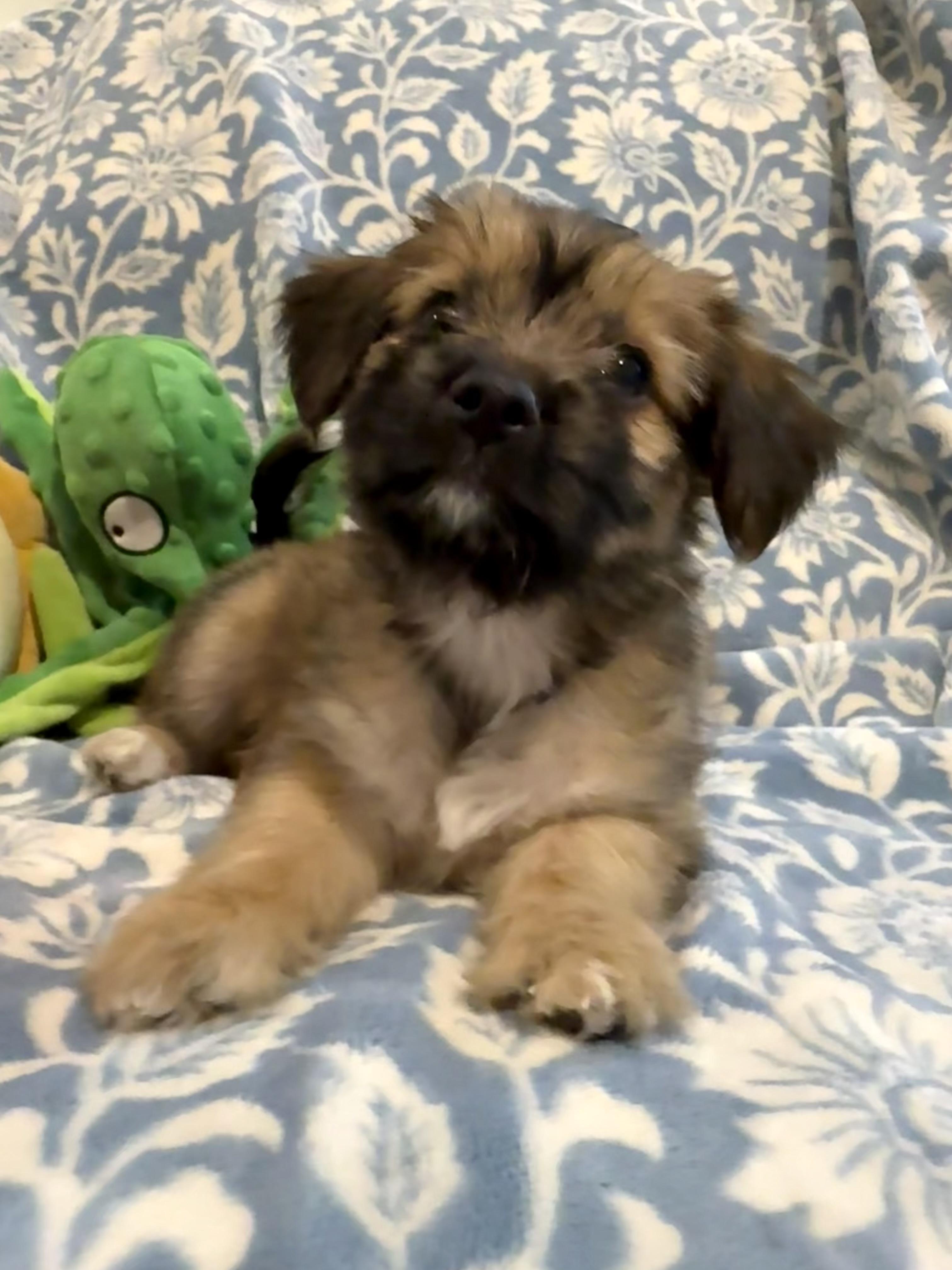 Enlarge Teeter the fluffy scruffy darling girl, a Adopted mixed breed in Lockhart, TX image 6/6